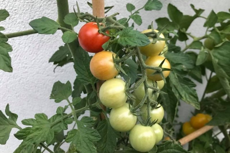 Tomaten köpfen!?